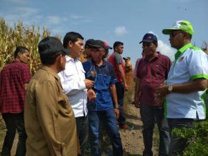 Wakil Bupati Bireuen Tinjau Ladang Jagung Pengembangan Dari Program Alternative Development (AD)